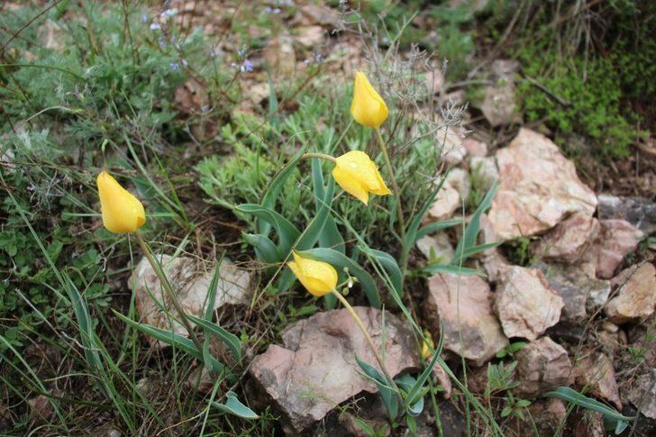 Sarı Kırmızı Laleler büyülüyor G2