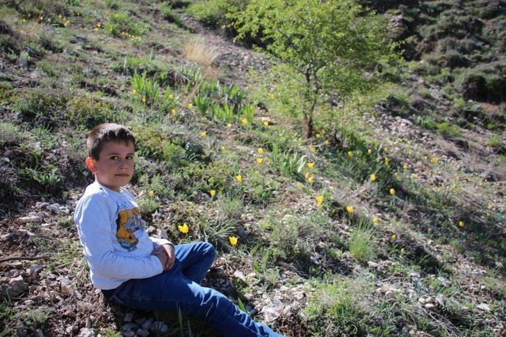 Sarı Kırmızı Laleler büyülüyor G3