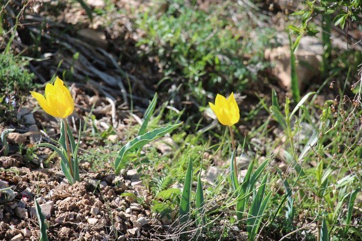 Sarı Kırmızı Laleler büyülüyor G4