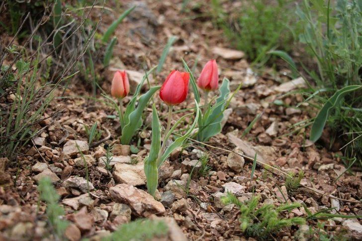 Sarı Kırmızı Laleler büyülüyor G5