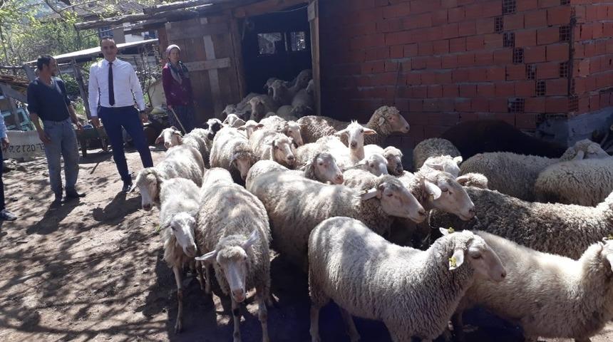 Gen&ccedil; &ccedil;ift&ccedil;ilere hibe koyun desteği