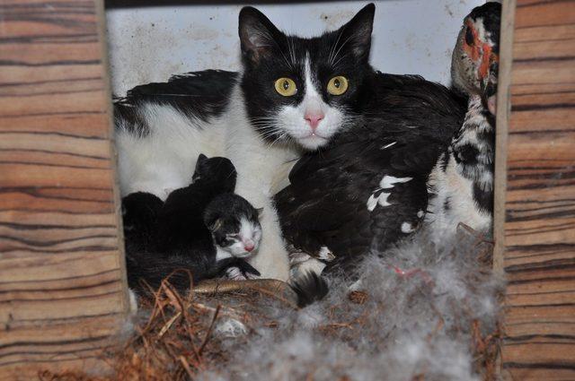 Kedi yavrularına ördek annelik yapıyor