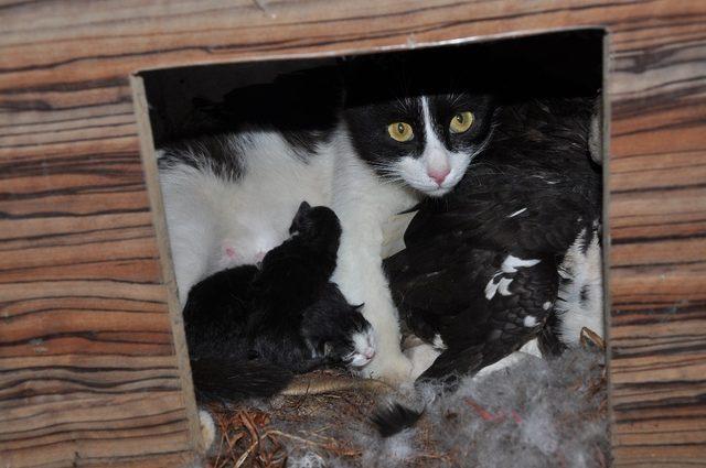Kedi yavrularına ördek annelik yapıyor