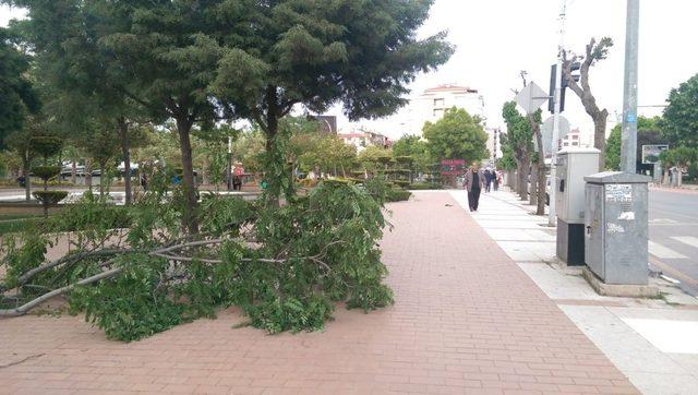 Manisa’da şiddetli rüzgar ağaçların kırılmasına ve devrilmesine neden oldu