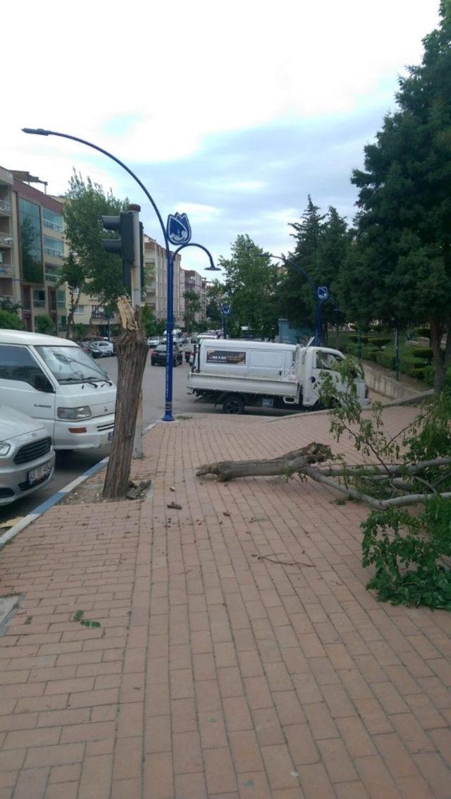 Manisa’da şiddetli rüzgar ağaçların kırılmasına ve devrilmesine neden oldu