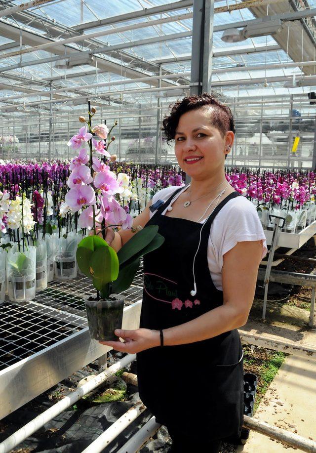 Yalova'da yetiştirilen orkideler, Anneler Günü için yola çıktı