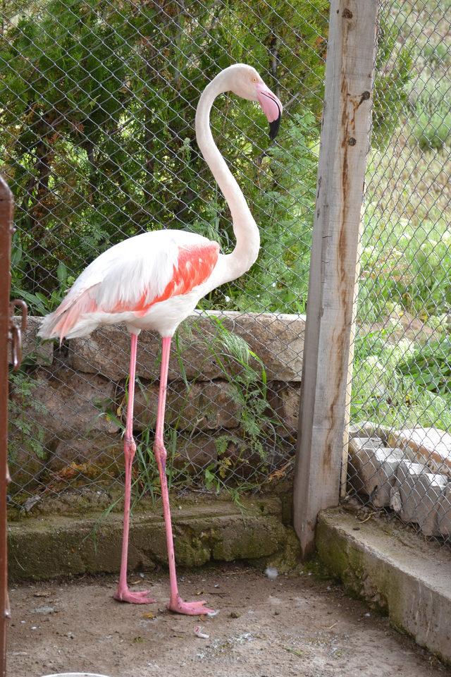 Yaralı flamingoya tedavi