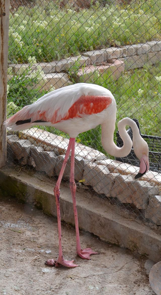 Yaralı flamingoya tedavi