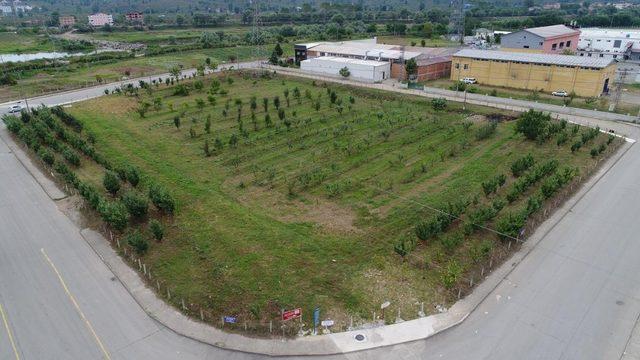 ODÜ’de ‘karayemiş’ çeşitleri tescillendi