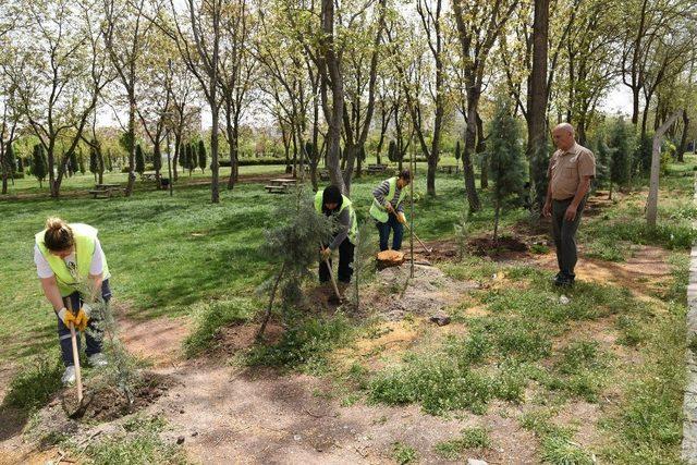 Dede Korkut parkına 360 fidan dikildi