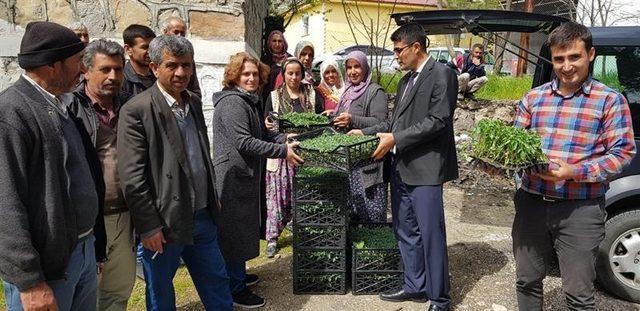 Tut’da domates fidesi ve hıyar tohumu dağıtıldı