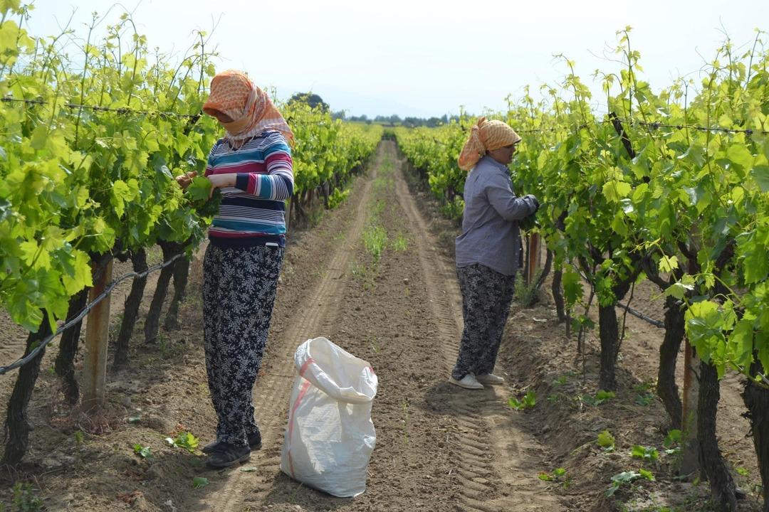 Asma yaprağı toplayarak aile ekonomisine katkı sağlıyorlar  