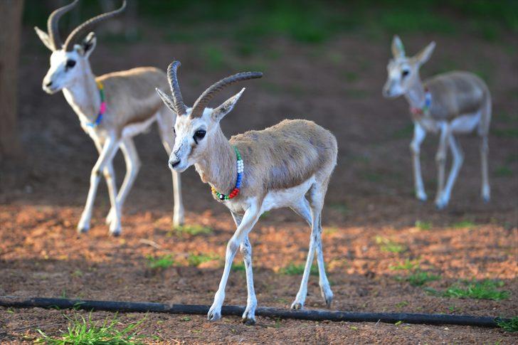 Nesli tükenme tehlikesi geçiren ceylanları evinin bahçesinde besliyor G1