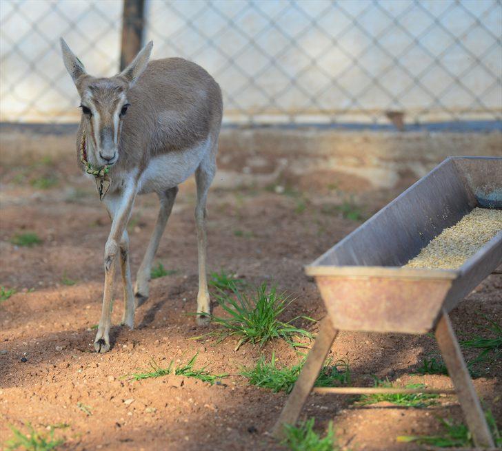 Nesli tükenme tehlikesi geçiren ceylanları evinin bahçesinde besliyor G4