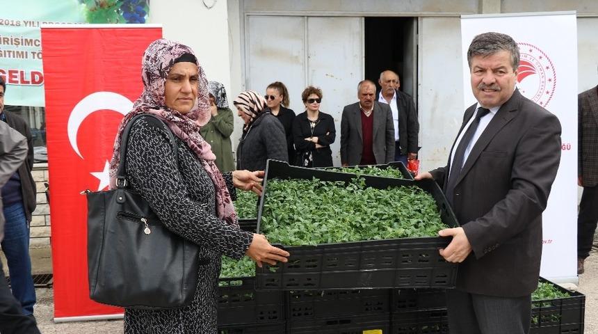 Domates unu i&ccedil;in &ccedil;ift&ccedil;ilere fide dağıtıldı