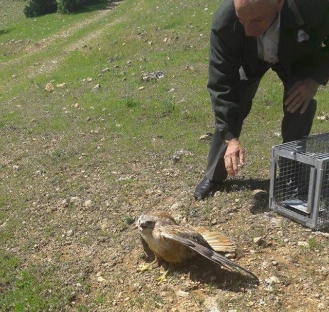 Tedavisi tamamlanan şahin, alakarga ve bıldırcın doğal ortamına bırakıldı