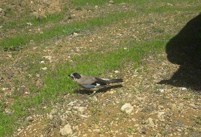 Tedavisi tamamlanan şahin, alakarga ve bıldırcın doğal ortamına bırakıldı