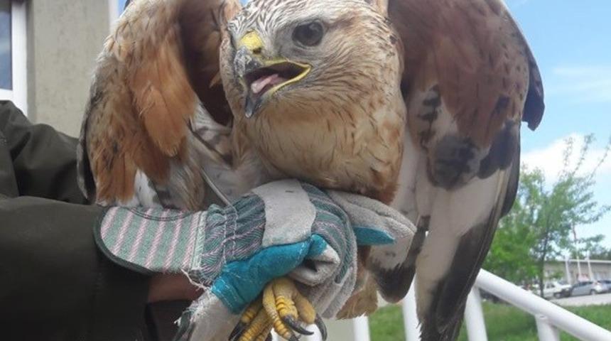 Tedavisi tamamlanan şahin, alakarga ve bıldırcın doğal ortamına bırakıldı
