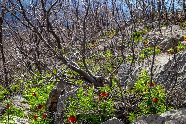 'Ağlayan gelin' fotoğraf tutkunlarının gözdesi oldu G3