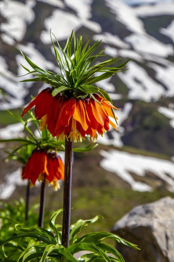 'Ağlayan gelin' fotoğraf tutkunlarının gözdesi oldu G4