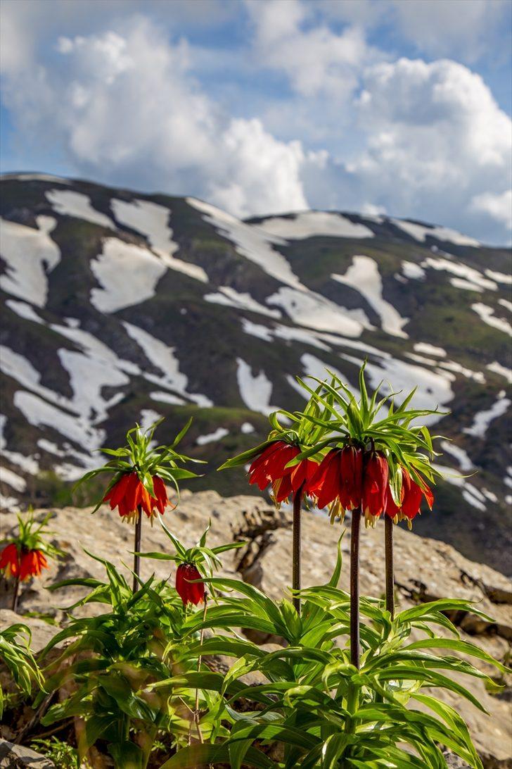 'Ağlayan gelin' fotoğraf tutkunlarının gözdesi oldu G5