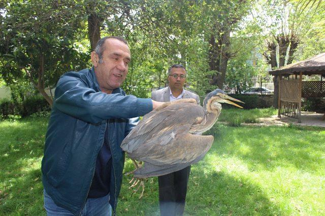 Tedavisi yapılan gri balıkçıl doğaya salındı