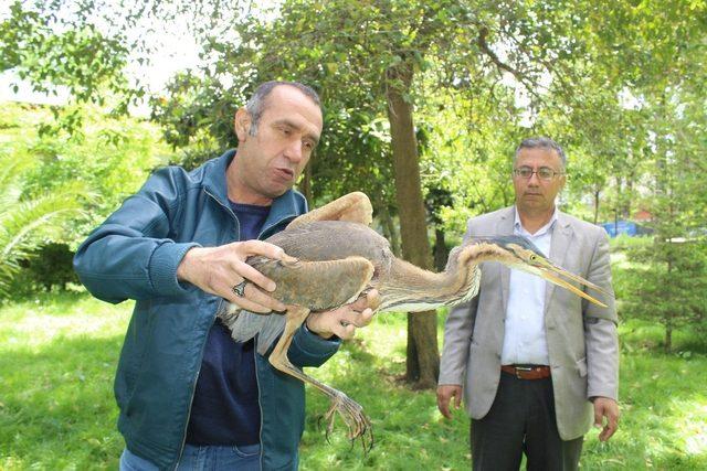 Tedavisi yapılan gri balıkçıl doğaya salındı