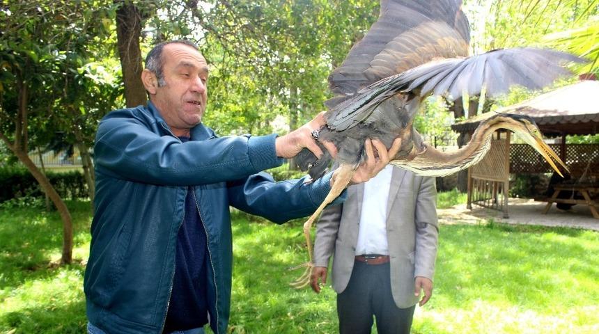 Tedavisi yapılan gri balık&ccedil;ıl doğaya salındı