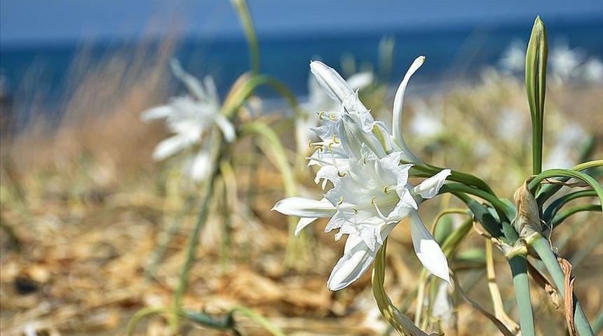 1 milyona yakın hayvan ve bitki türü yok olmak tehlikesi ile karşı karşıya 