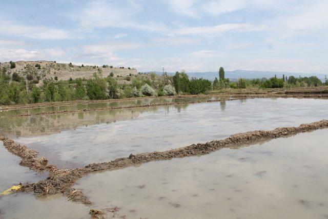 Tosya Pirincinin ekimi başladı