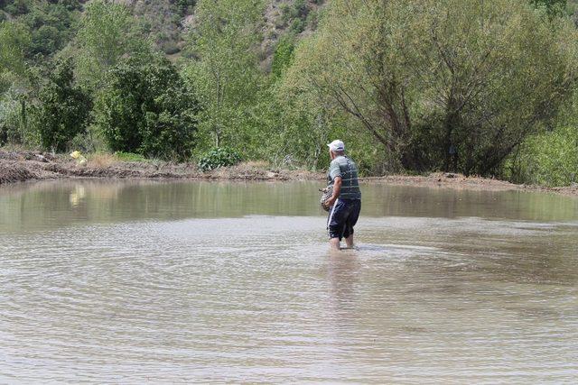 Tosya Pirincinin ekimi başladı