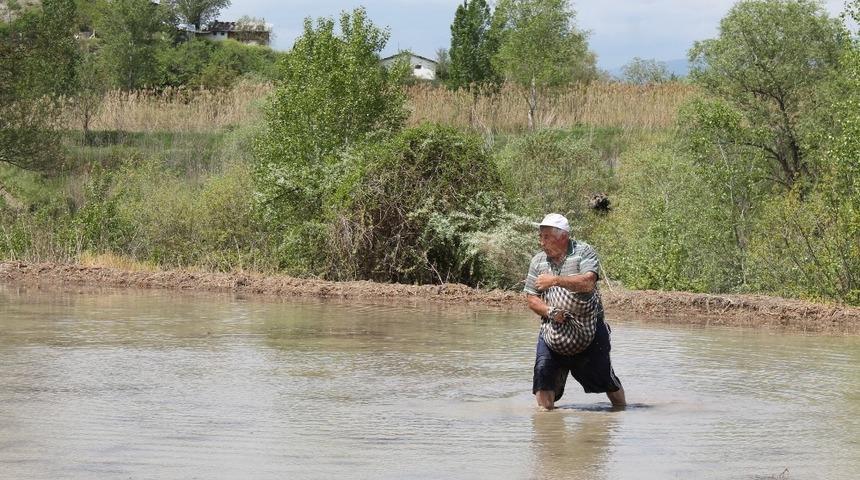 Tosya Pirincinin ekimi başladı