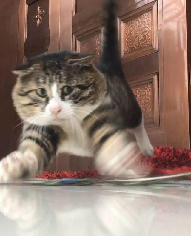 kedi14