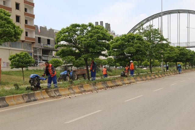 Kilis Belediyesi ot ile mücadele başlattı