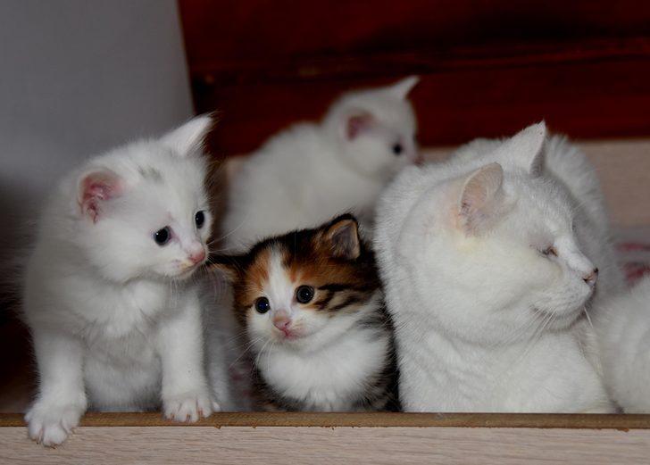 Van kedisinin rengini gören şaşıp kalıyor! G3