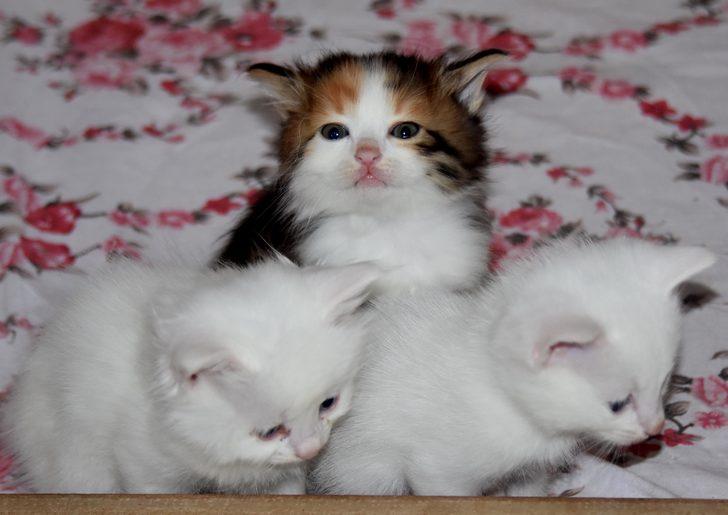 Van kedisinin rengini gören şaşıp kalıyor! G5