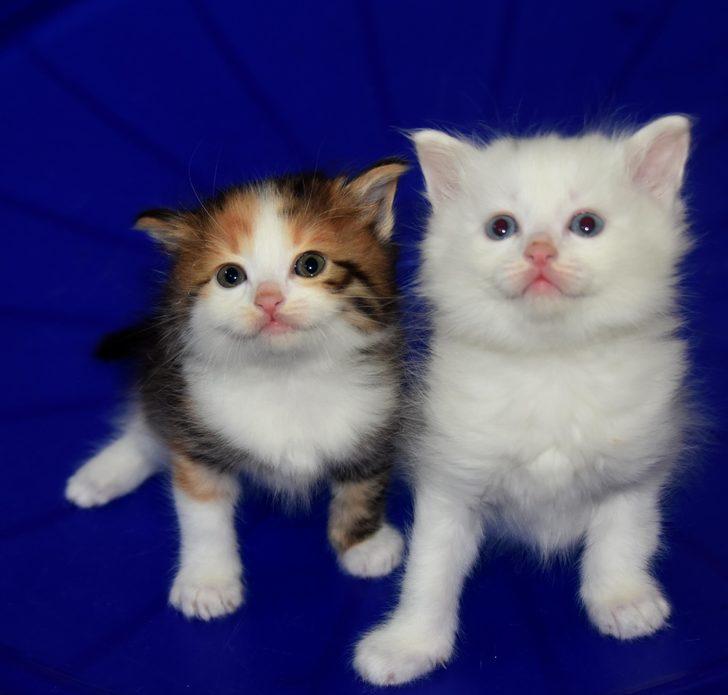 Van kedisinin rengini gören şaşıp kalıyor! G4