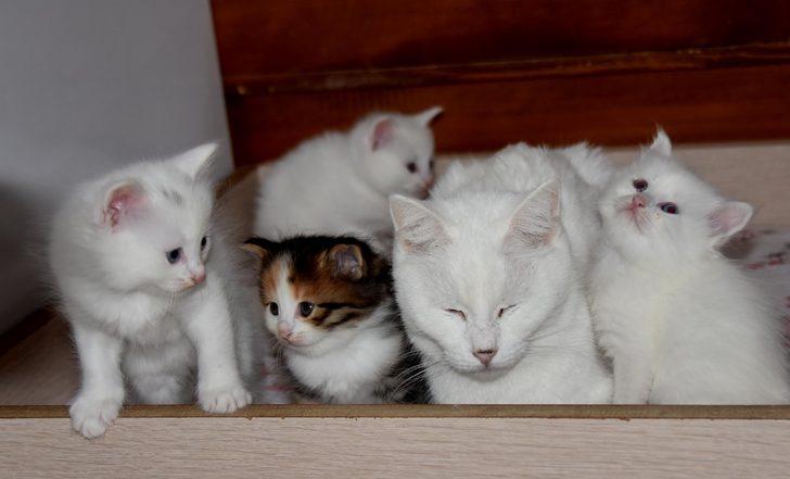 Van kedisinin rengini gören şaşıp kalıyor! G1