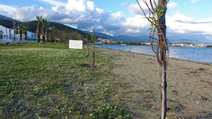 Almanya’dan gelip, iğde ağaçları için nöbet tutuyor G2