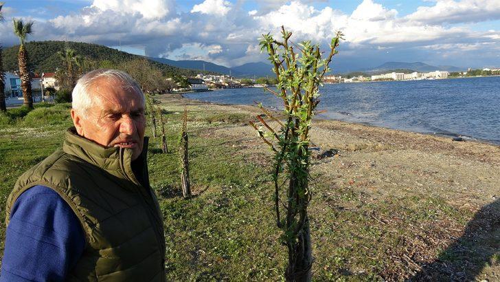 Almanya’dan gelip, iğde ağaçları için nöbet tutuyor G5