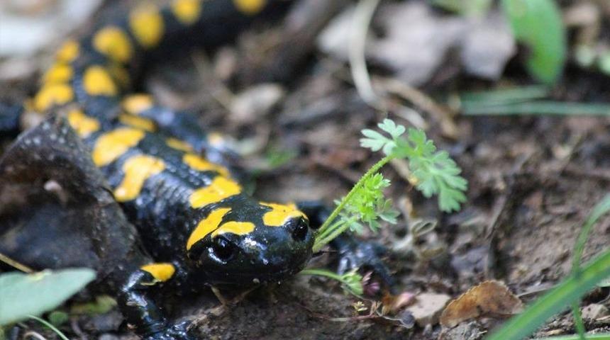 Nesli tükenmek üzere! Semender bu kez Toros Dağları eteklerinde görüldü