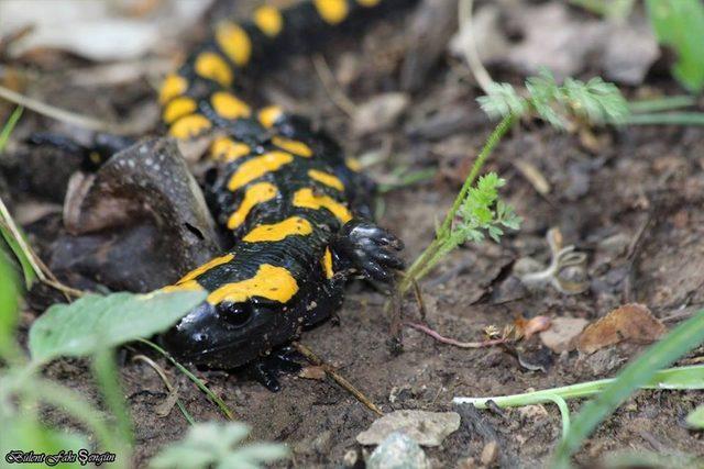 Nesli tükenmekte olan 'Semender' Toros Dağları eteklerinde görüldü