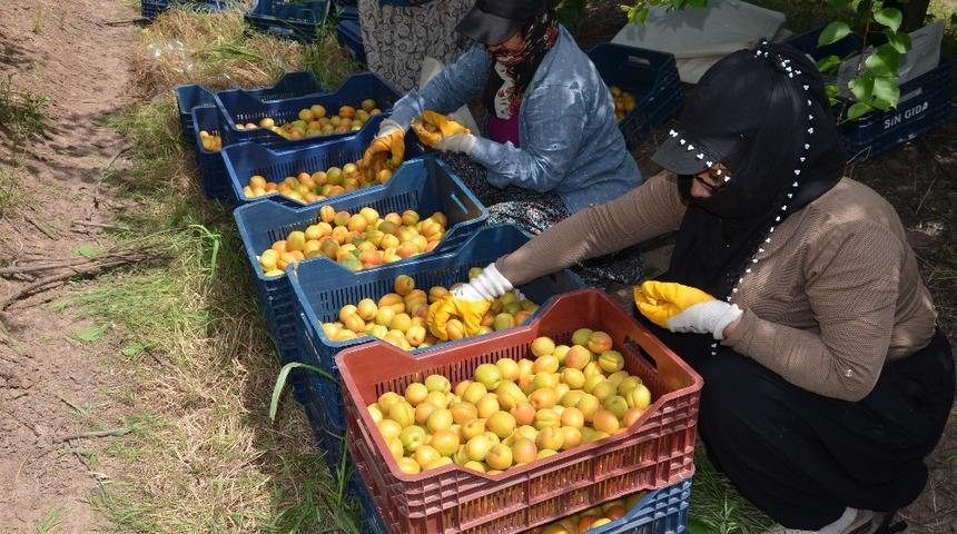 Hatay’da kayısı hasadı başladı