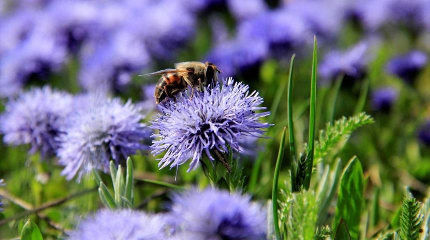 Küre çiçeklerinin göz alıcı güzelliği 