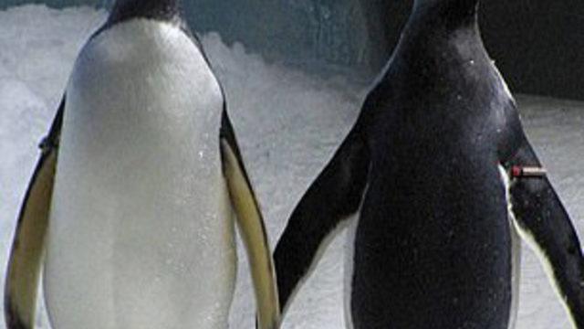 İrlanda'da eşcinsel penguenler ortaya çıktı!