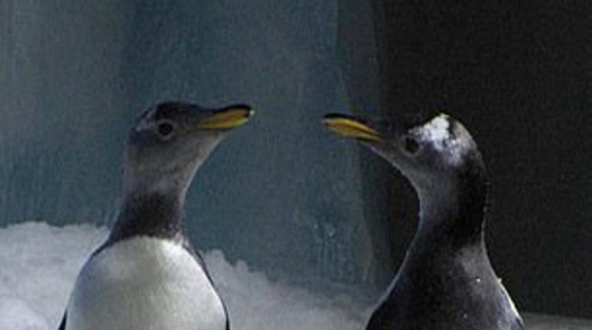 İrlanda'da eşcinsel penguenler ortaya çıktı!