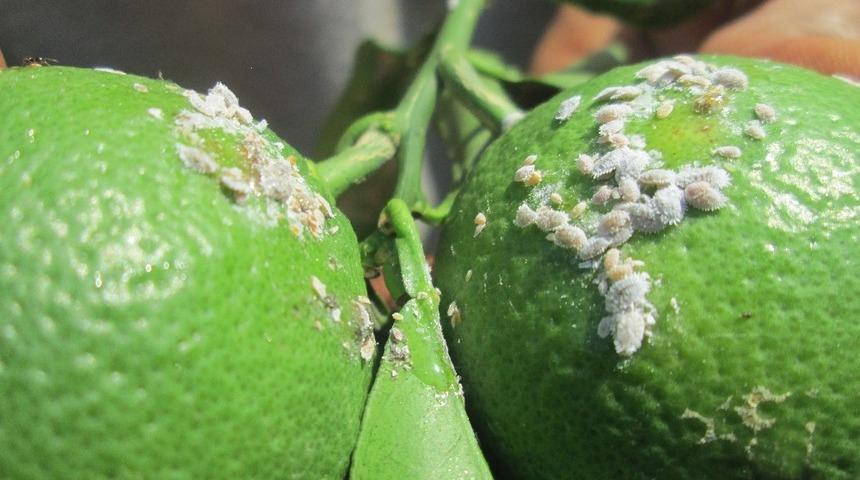 Turunçgil bahçelerinde zararlılara karşı mücadele başlıyor