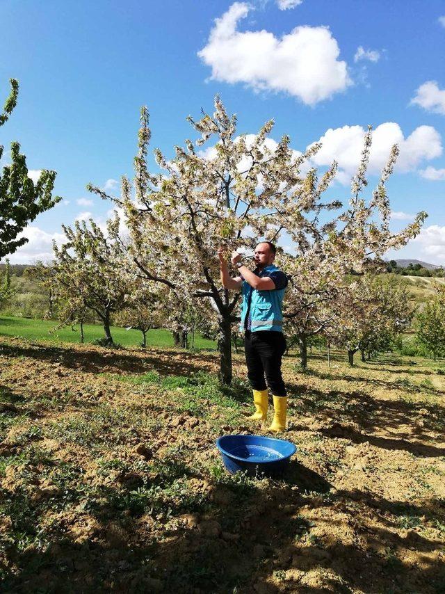 Çiftçilerden böceklere ’mavi leğenli’ önlem