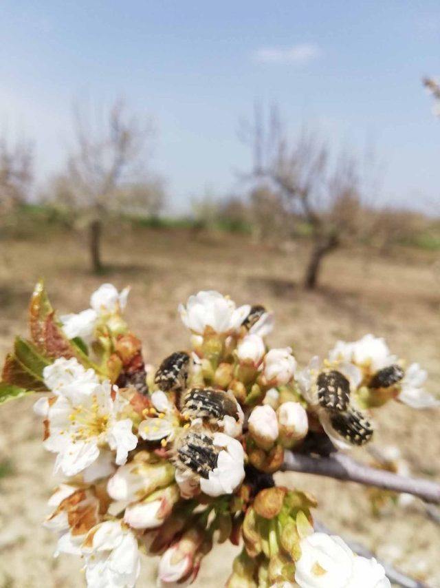 Çiftçilerden böceklere ’mavi leğenli’ önlem