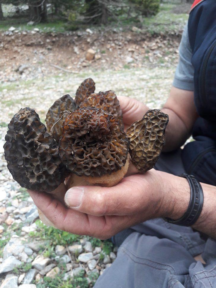 Altın değerinde mantar: Kuzugöbeği  G2